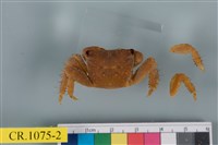 藏品(方形大額蟹)的圖片